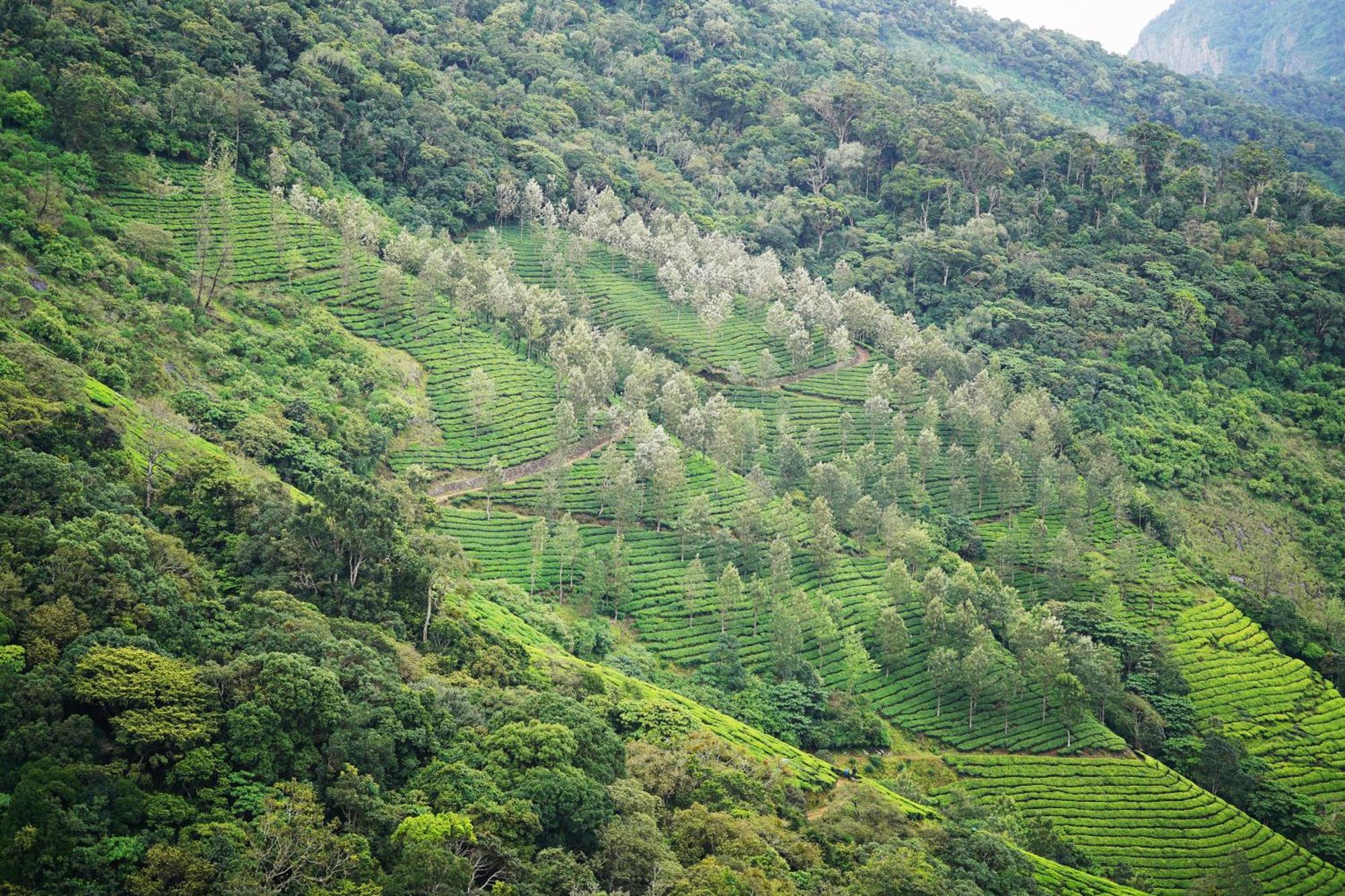 The Teatree Munnar Hotel Suryanelli Exterior photo
